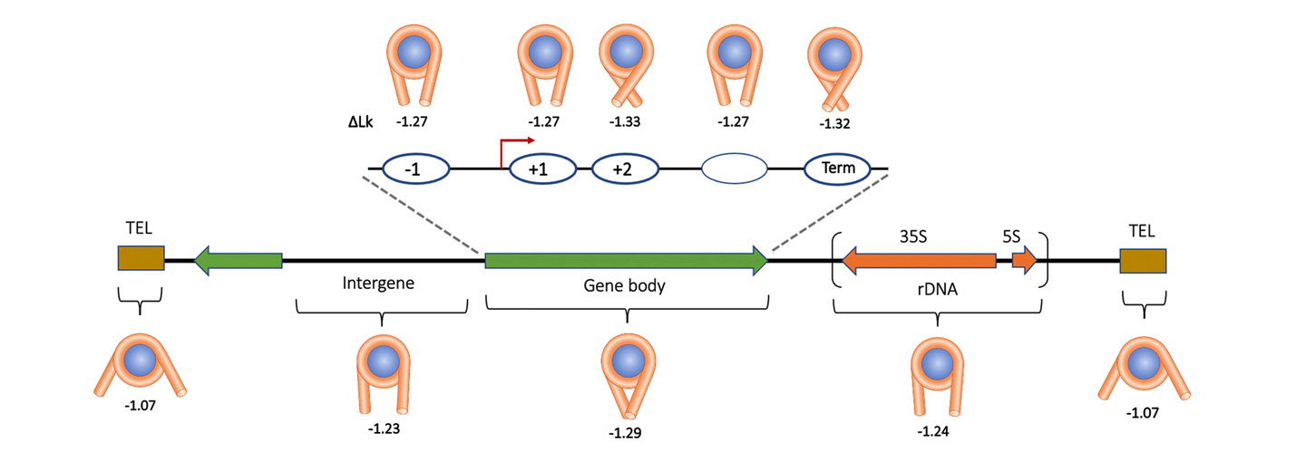 Topology of Point Centromeres